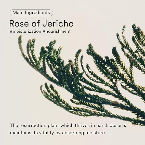 Abib Jericho Rose Bifida Serum Firming Drop - 50ml Abib